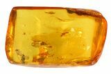 Detailed Fossil Fly (Diptera) In Baltic Amber #58058-1